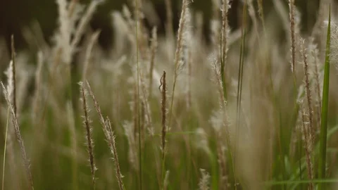 Cogon Grass Video with Blur or Bokeh Background Stock Footage 128438036