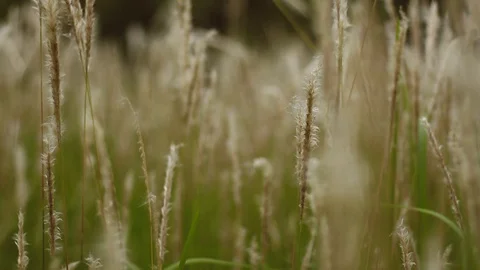 Cogon Grass Video with Blur or Bokeh Background Stock Footage 128438071