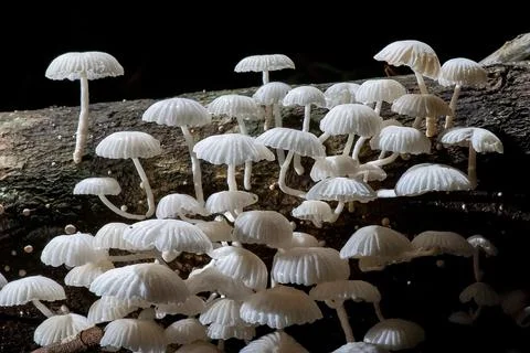 Cogumelo Branco (Fungi) | Mushroom White Stock Photos