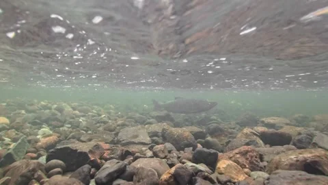 Coho fry chasing a dislodged egg of Chum salmon Stock Footage 320979316