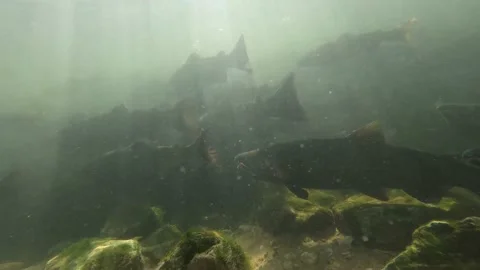 Coho Salmon Battling Upstream in Sunlit River Stock Footage 140555843