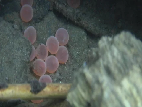 Coho salmon eggs drop to river bottom Stock-Footage 548532