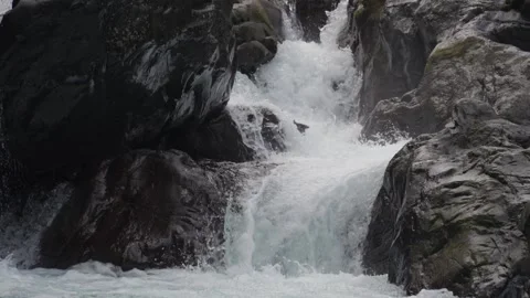 Coho Salmon Fish Leaping Jumping on The Cascades in Sol Duc River Slow Motion Vídeos de archivo 253520448