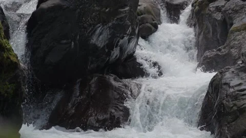 Coho Salmon Fish Leaping Jumping on The Cascades in Sol Duc River Slow Motion Vídeos de archivo 253520555