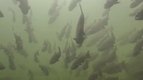Coho salmon migration in the Pacific Northwest in Canada. Vidéo 297870415