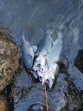 Coho salmon Foto stock