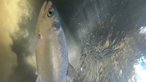 Coho Salmon Released From Net and Swims Away, 4K Stock Footage 144795742