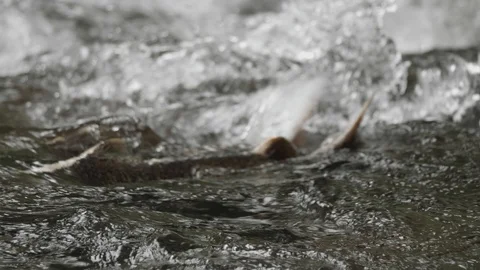 Coho salmon in salmon river spawning and swimming in rushing water in Stock Footage 119944094