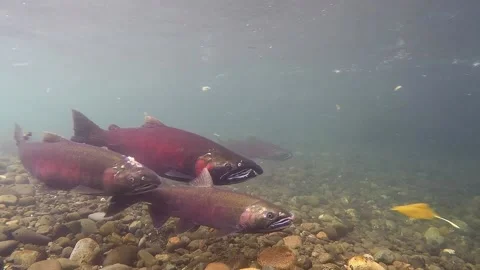 Coho Salmon Swimming Upstream in Alaska River with Strong Current Gravel Bottom Stock Footage