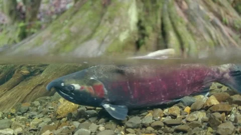 Coho salmon in their spawning grounds in a shallow creek in the Pacific Stock Footage 297870688