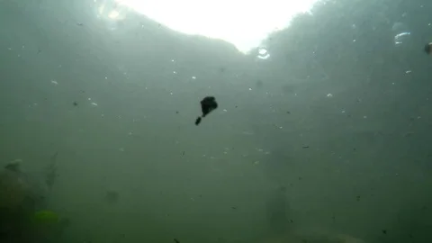 Coho salmon under the water. Spawning of salmon. Video stock 77662355