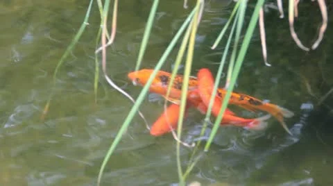 Coi Swimming I Stock Footage 12432871