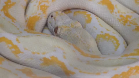 Coiled albino Burmese python Vídeos de archivo 341102888