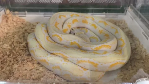 Coiled albino Burmese python Stockbeeldmateriaal 341102919