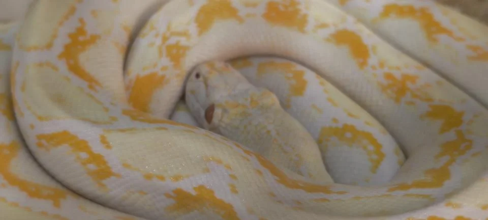 Coiled albino Burmese python Fotos Stock