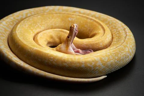 Coiled Albino Python Close-up 写真素材