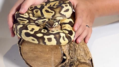 Coiled Ball Python Resting on a Log Being Handled by a Person Stock-Footage 327249198