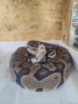 Coiled ball python resting on a white textured surface Fotos Stock