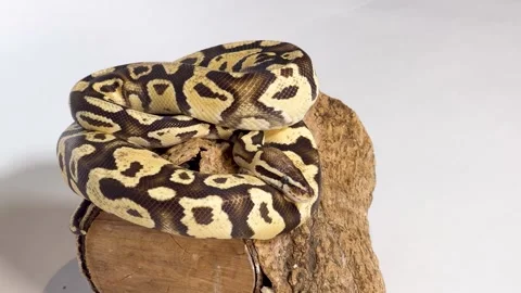 Coiled Ball Python Resting on a Wood Log Against White Background Stock Footage 328337462