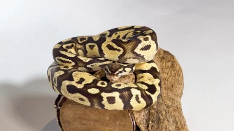 Coiled Ball Python Resting on a Wood Log Against White Background Stock Footage 328698961