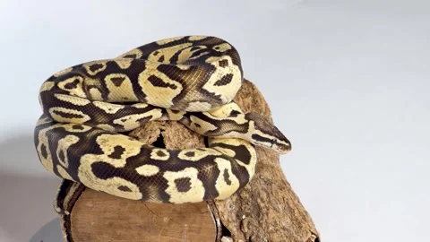Coiled Ball Python Resting on a Wooden Log in Studio Stock Footage 328068542