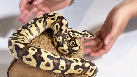 Coiled Ball Python Snake Being Handled on a Wooden Log Video stock 328488299