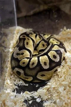 Coiled Ball Python Snake Resting on Wood Shavings Substrate in Terrarium  Stock-Fotos