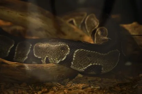 Coiled Ball Python on Wooden Log in Natural Habitat Macro Photography 写真素材