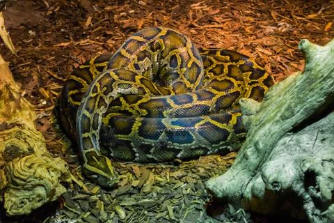 Coiled up big python snake laying on the ground tropical wildlife animal port Foto stock