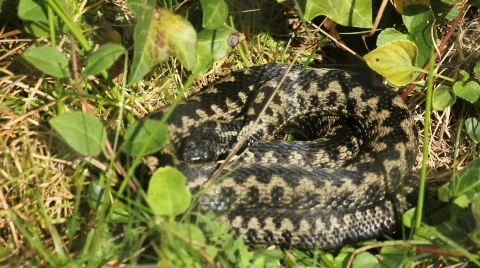 Coiled black adder Video stock 860434