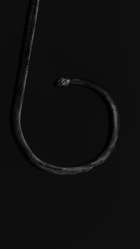 Coiled Black Snake Isolated on Dark Background 库存影片 336153917