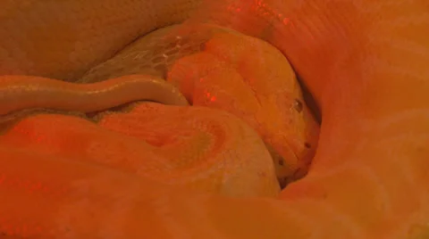 Coiled boa Stock Footage 30458923