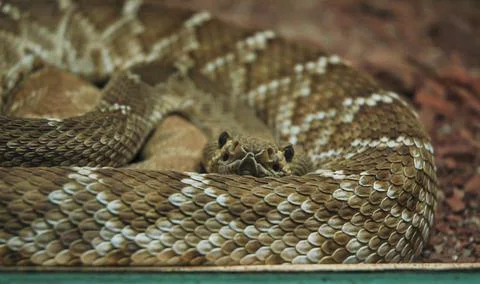 Coiled up brown snake Stock Photos