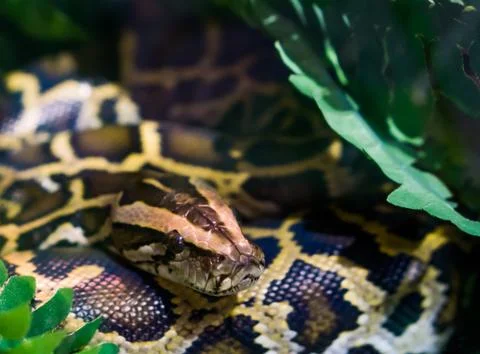 Coiled burmese python with his face in closeup, tropical snake from Asia, vul 스톡 사진