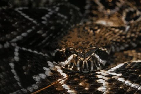 A coiled up common death adder in Australia Stock Photos