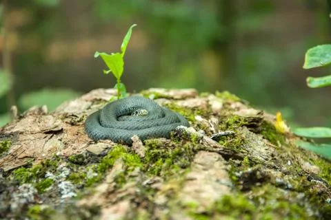 Coiled grass snake lying on a tree trunk covered with moss Stock Photos