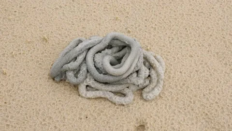 Coiled gray cast of lugworm at beach, close up time lapse shot of small heap Stock Footage 150866742