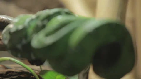 Coiled Green Python Comes Into Focus 스톡 동영상 24631419