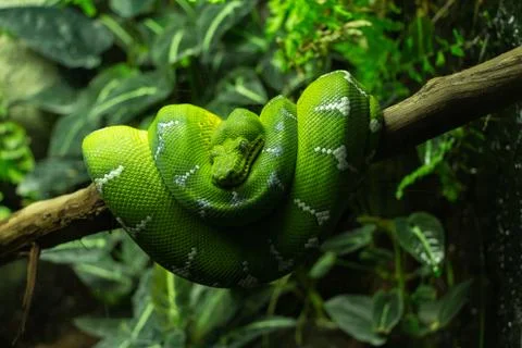 Coiled Green Snake Stock Photos