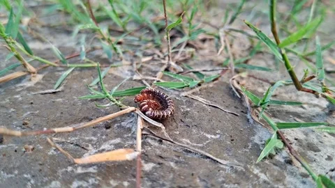 Coiled Millipede Resting Among Grass Root Shoots Video stock 342042630