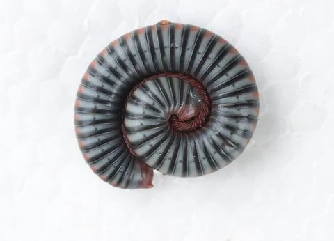 Coiled millipede on white foam background, macro close up of a living arthr.. Stock Photos
