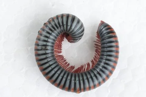 Coiled millipede on white foam background, macro close up of a living arthr.. Stock Photos