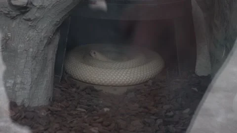 A coiled monosled cobra resting under the shade at Huachipa zoo on cloudy day in Stock Footage 158244993