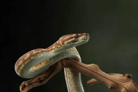 Coiled Python on Branch 写真素材