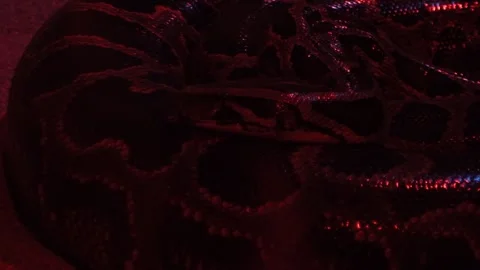 Coiled Python Resting Under Red Light Stock Footage 306143609