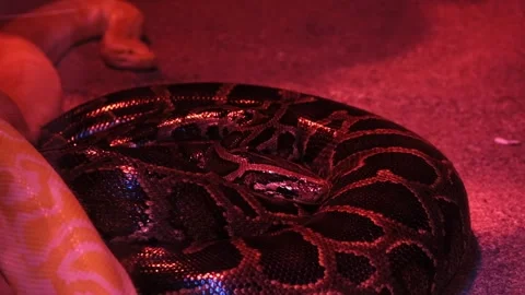 Coiled Python Resting Under Red Light Video stock 306150334