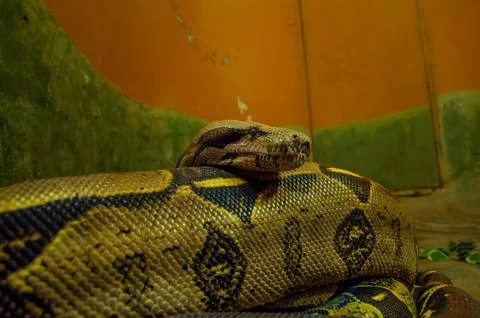 Coiled python rests against a textured green and orange background Stock Photos