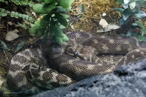 Coiled python snake with intricate scale patterns resting in natural habitat Foto stock