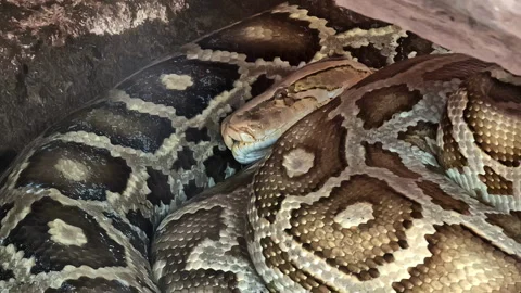Coiled Python Snake In Its Habitat. - close up shot Stock Footage 285128808