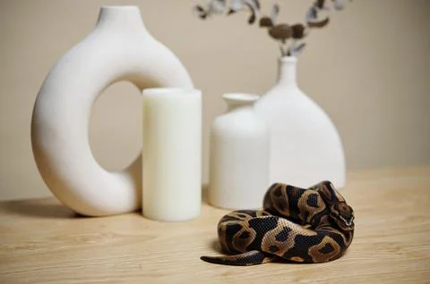 Coiled Python Snake Next to Ceramic Vases on Wooden Table 스톡 사진